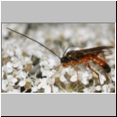 Phobetes atomator - Schlupfwespe m01c -8-9mm - OS-Hasbergen Lehmwiese det06.jpg